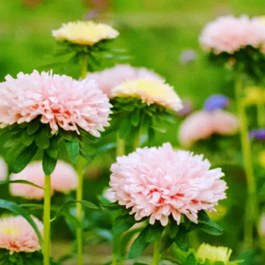 Whitney Root Gardens flower bouquet arrangement number 12