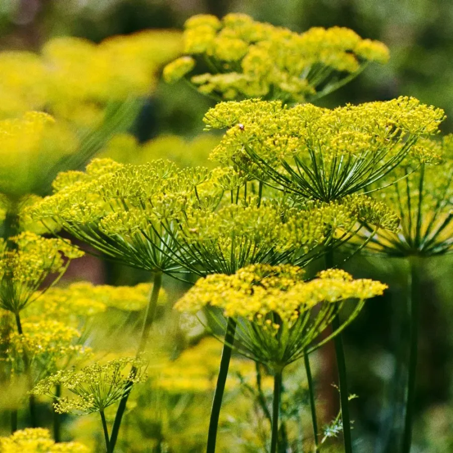 Whitney Root Gardens flower bouquet arrangement number 11