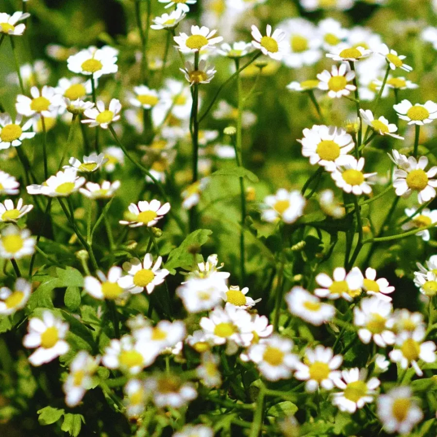 Whitney Root Gardens flower bouquet arrangement number 3