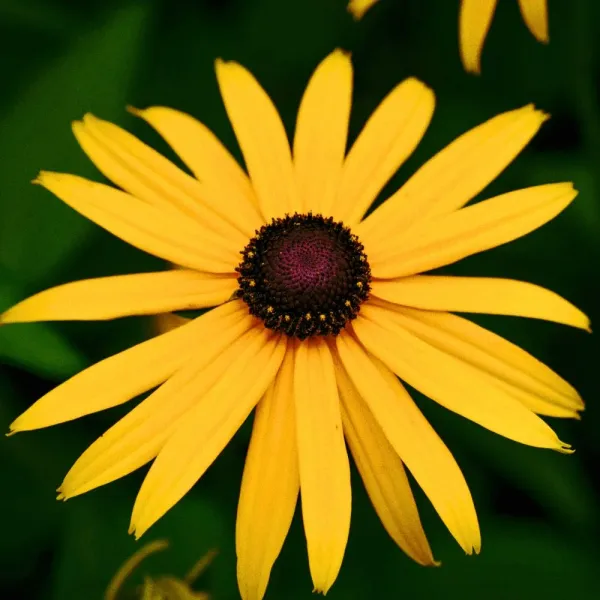 Fresh monthly flower bouquet
