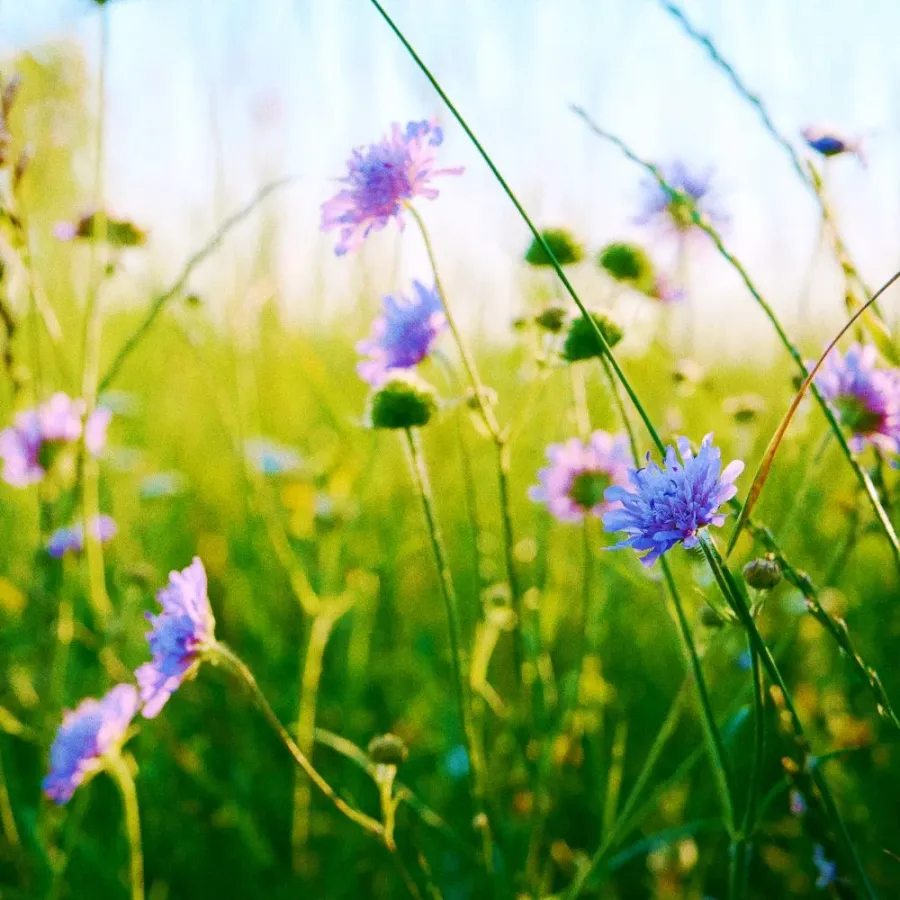 Whitney Root Gardens flower bouquet arrangement number 6
