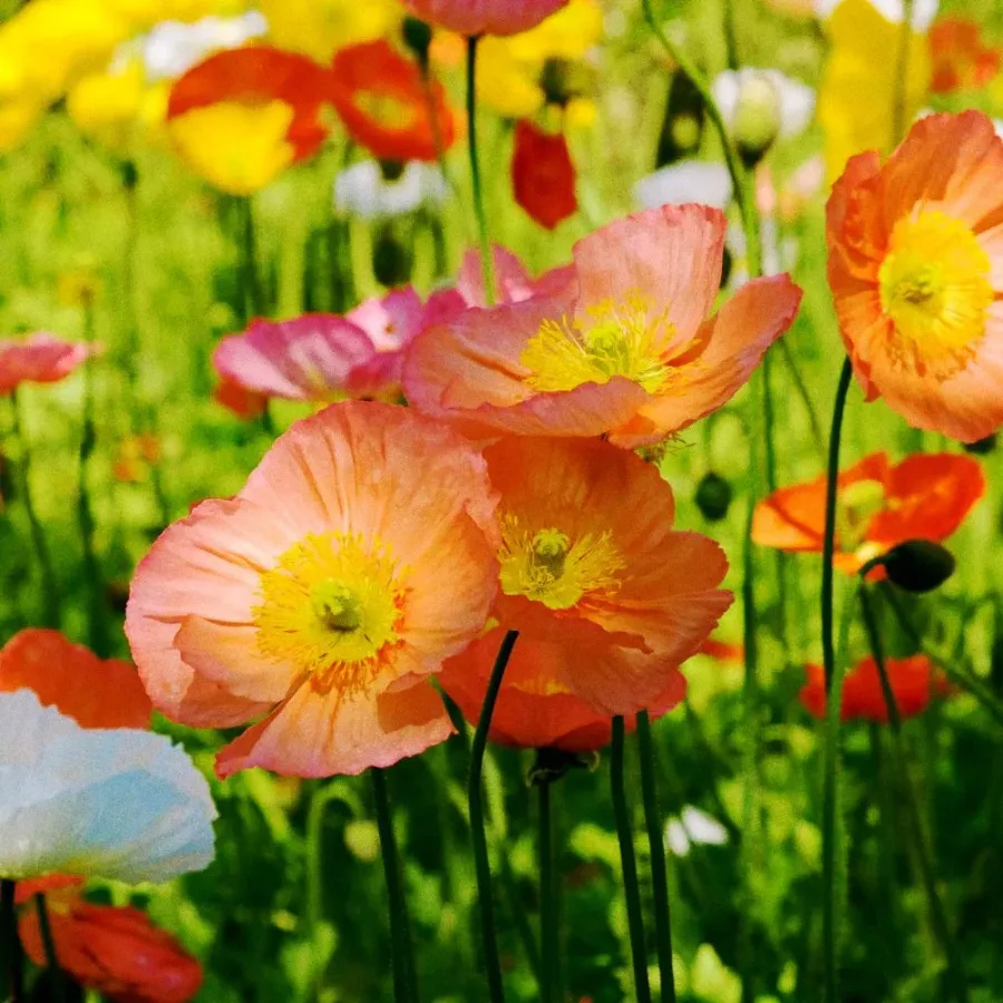 Whitney Root Gardens flower bouquet arrangement number 5