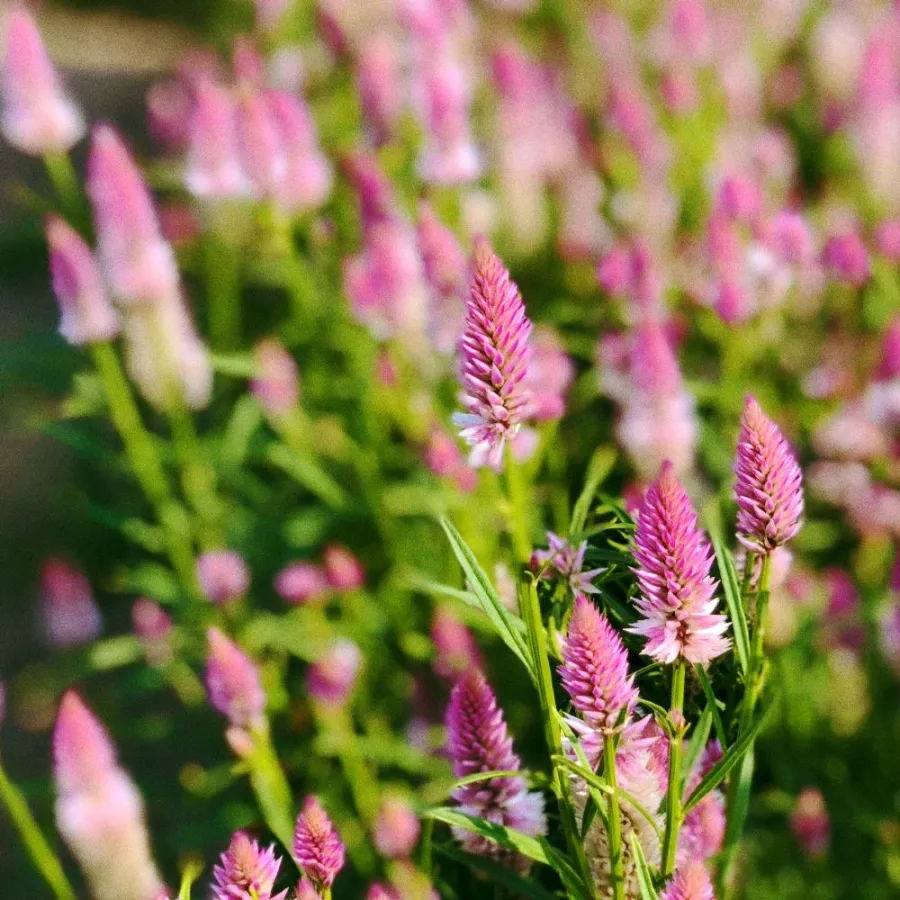 Whitney Root Gardens flower bouquet arrangement number 13
