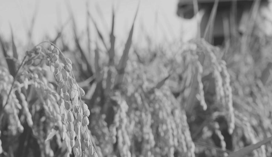 Agribusiness and Food Value Industry Report 2H 2026