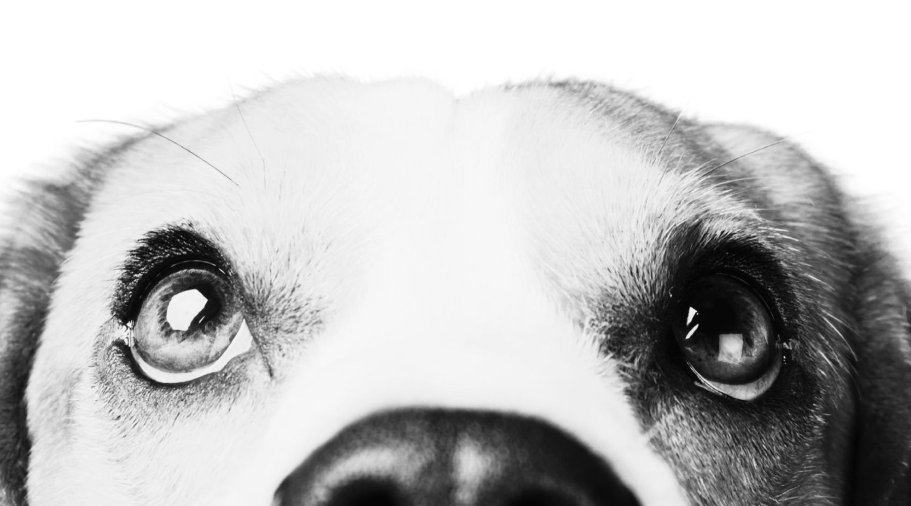 Photo of an a dog to represent the M&A pet industry reports for SDR Ventures.
