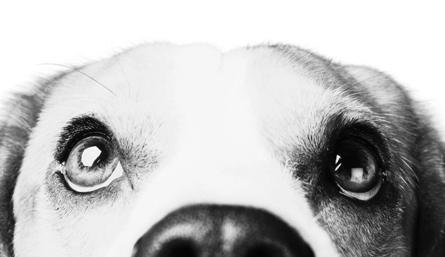 Deal Hound (Pet) Industry Report 2H 2026