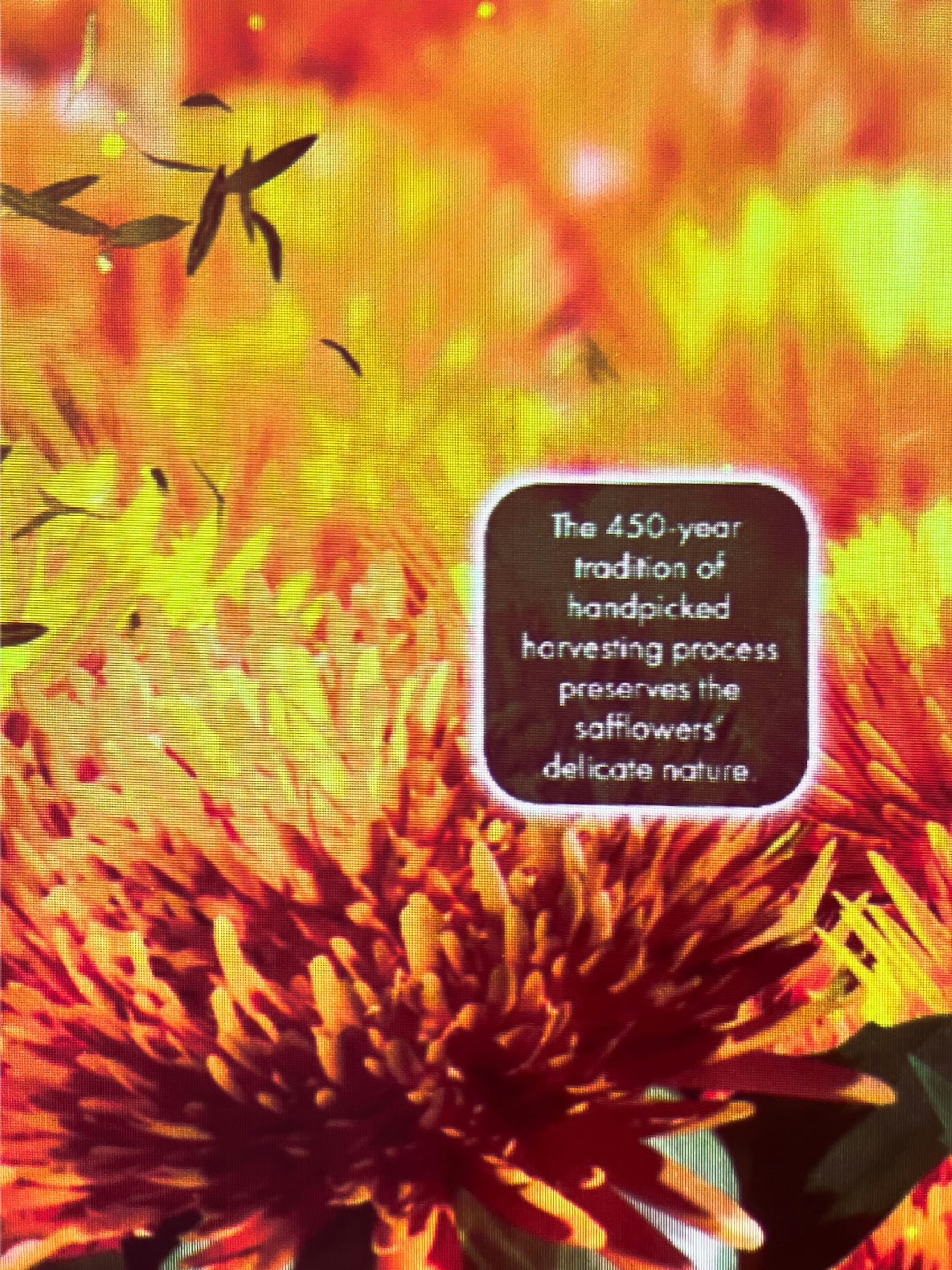 Shiseido — Mogami Safflower Flower Field image