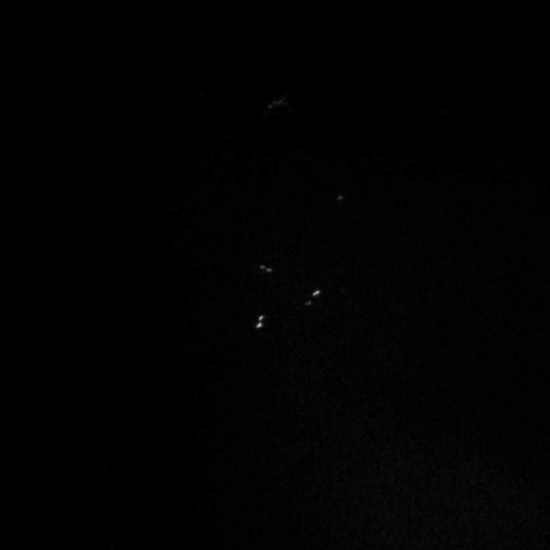 Archive of Digital Plants header