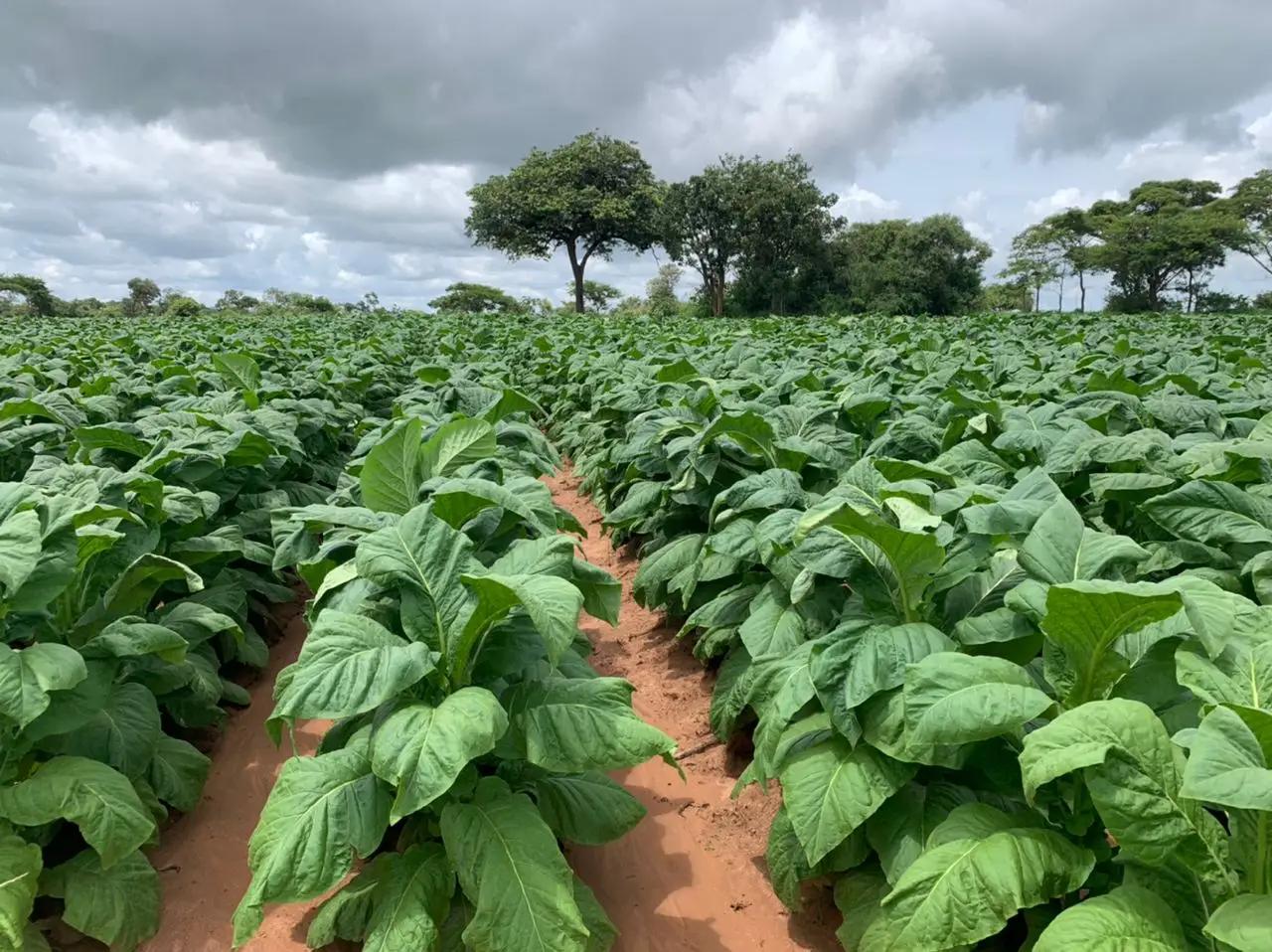 tobacco trials Maguires