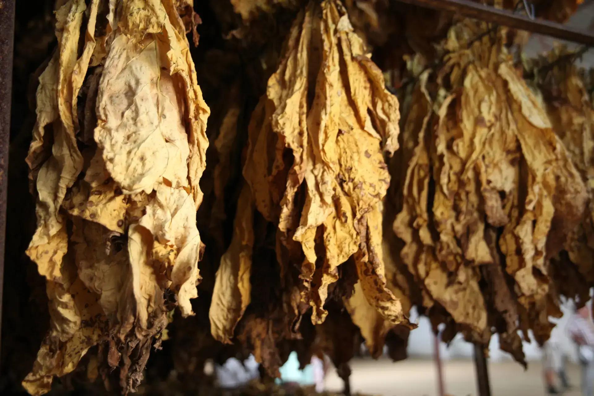 tobacco trials Maguires