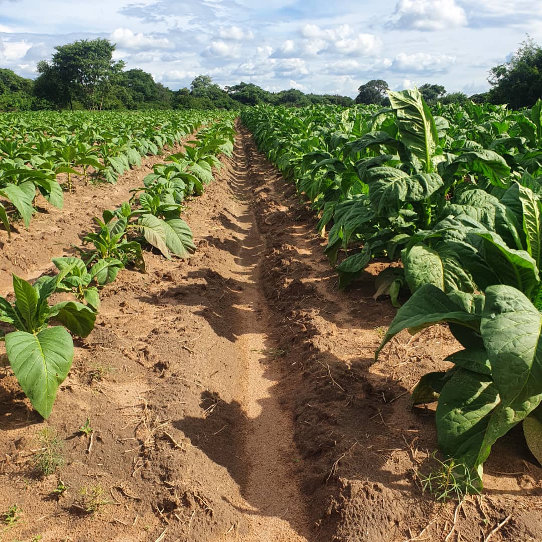 Priming Your Late Crop