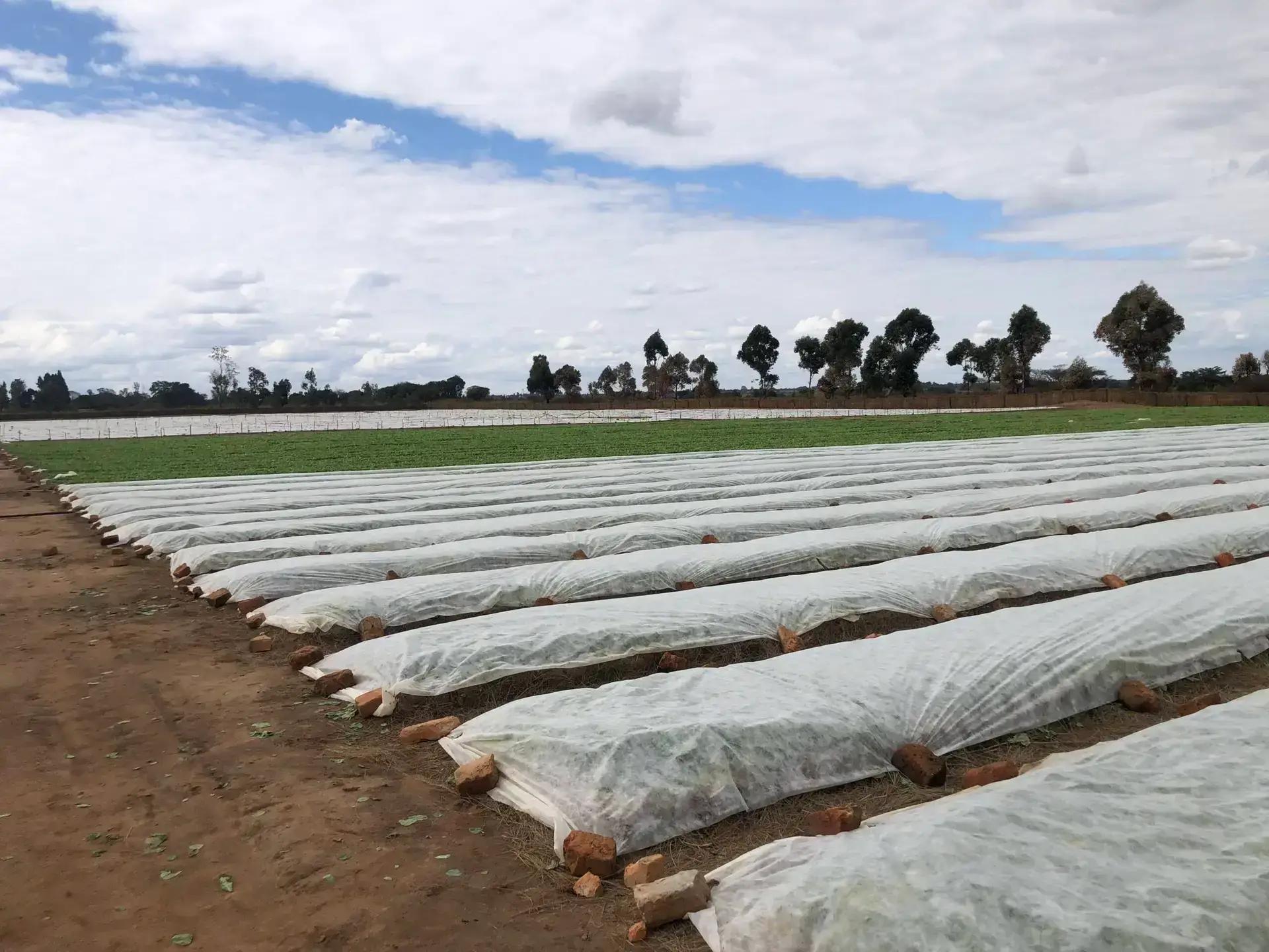 seedbed-hygiene-scaled
