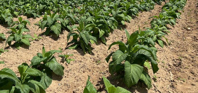 tobacco uses and effects Health Effects of Tobacco Use