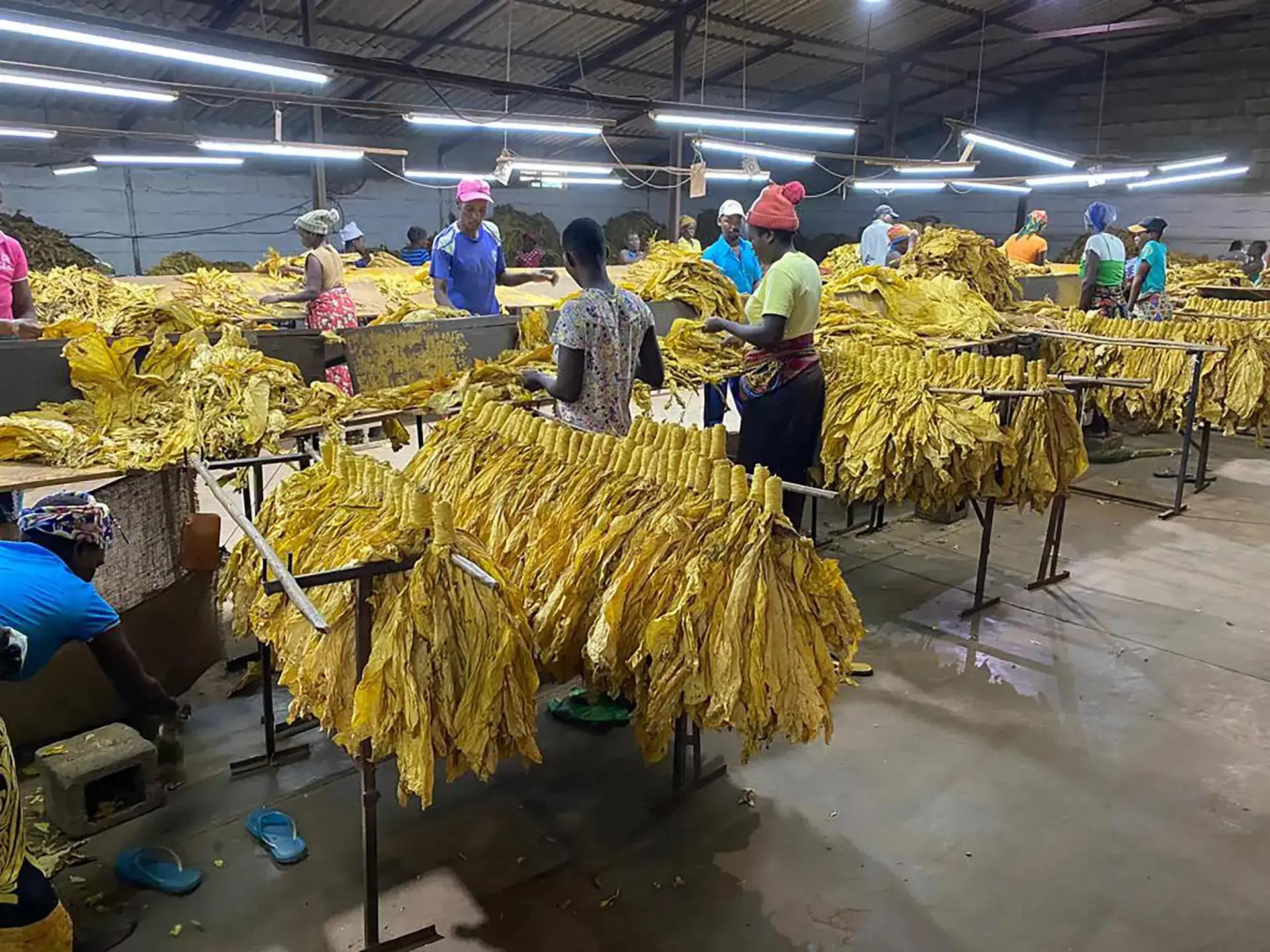 tobacco-grading-presentation-opt-scaled