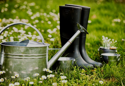 Daisies with metal watering can and gum boots in strathmore