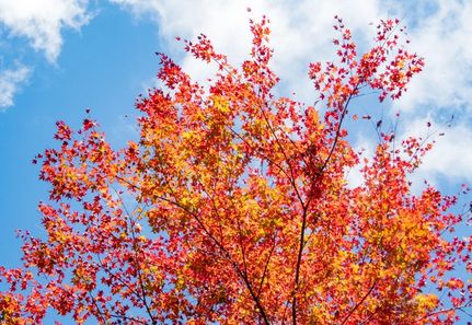 Japanese Maple Tree in autumn