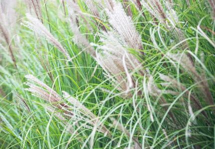 Close up of poolside grasses and reeds in Macedon Ranges luxury country project by Mint Design