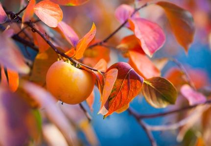Persimmon Tree in Autumn with fruit. Landscape Design Melbourne Project.
