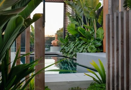 Torquay lush tropical pool and landscape design side fence showing Ligularia reniformis