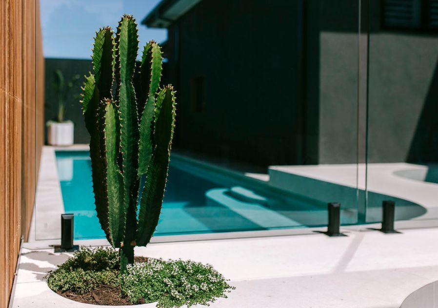 Cactus plant in front of curved blue pool