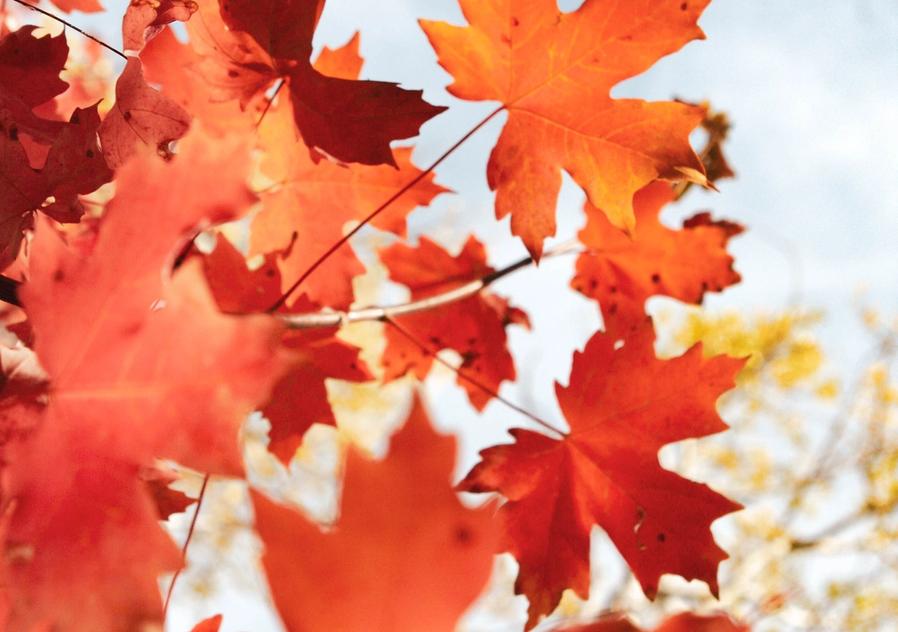 Japanese Maple with Autumn leaves