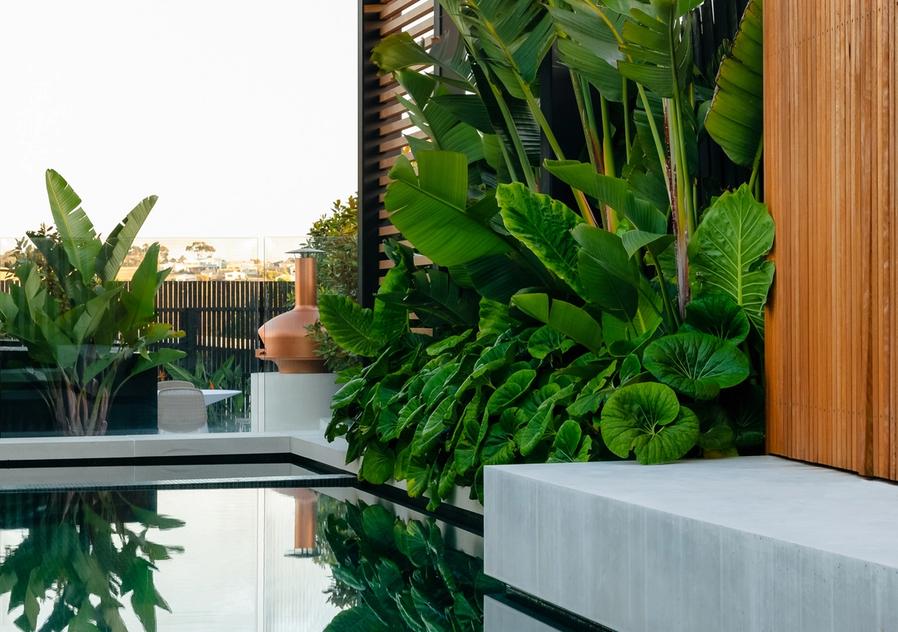 Tropical planting by pool