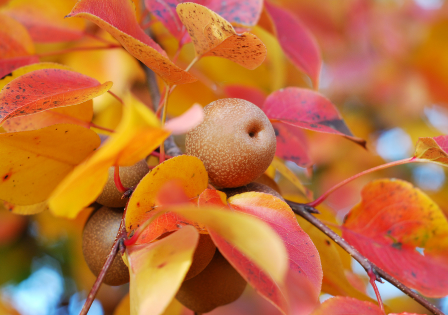 Crapapple Tree in Autumn with fruit