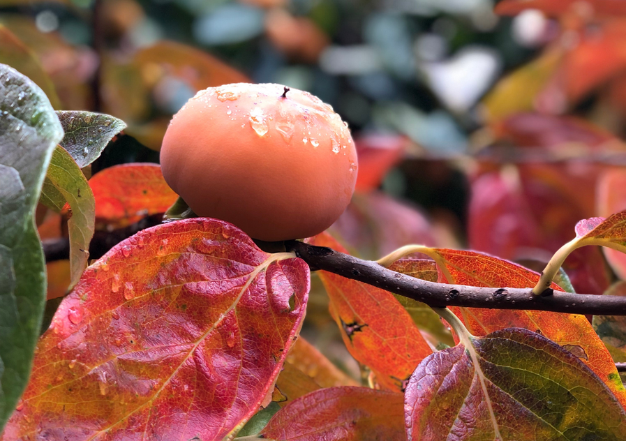 Persimmon Tree fruit in autumn