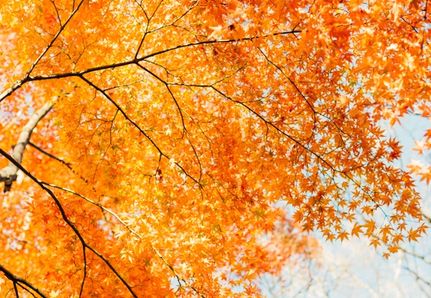 Japanese Maple in Autumn