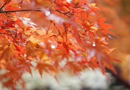Close up of Japanese Maple leaves in autumn