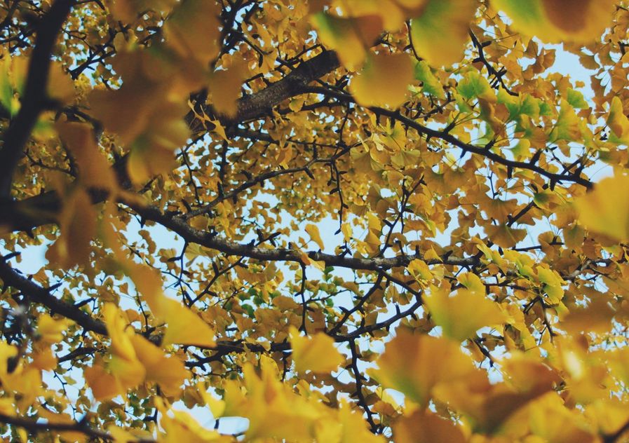 Gingko Balboa Tree in Autumn