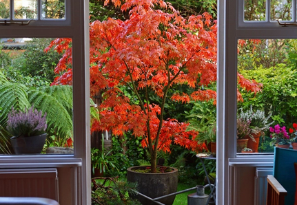 Japanese Maple in pot. Autumn leaves.