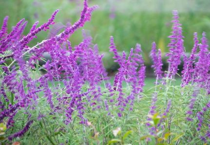 Floral landscaping and lavendar at Macedon Ranges pool and landscape design project
