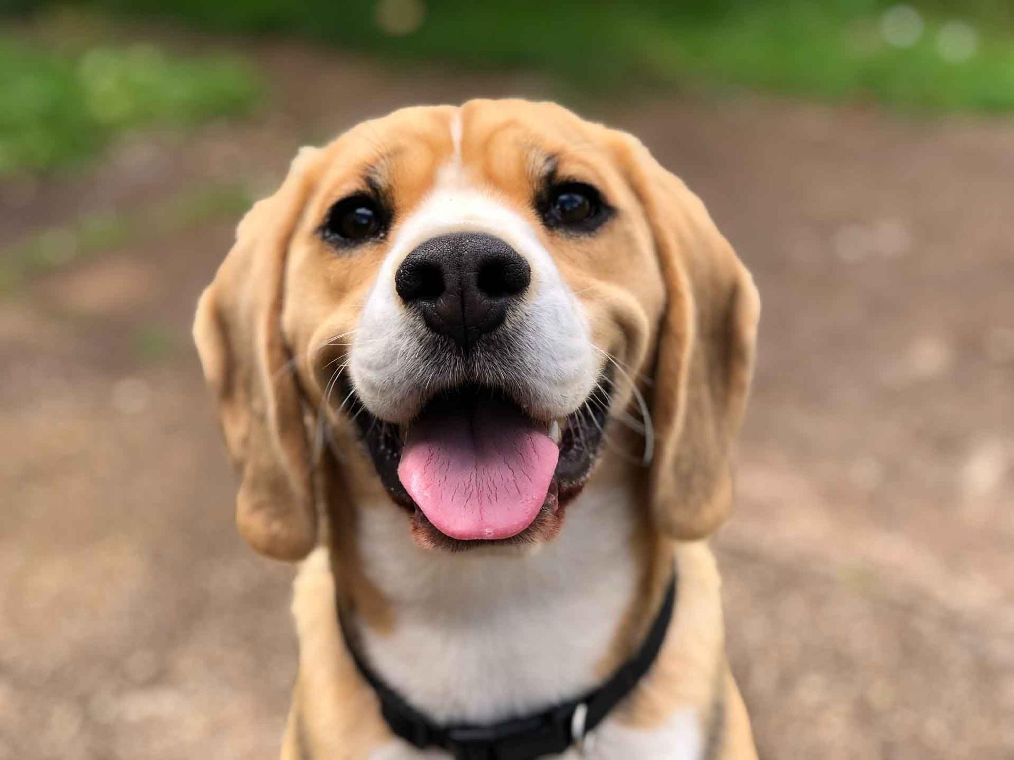 Ein hellbrauner Hund blickt lächelnd in die Kamera
