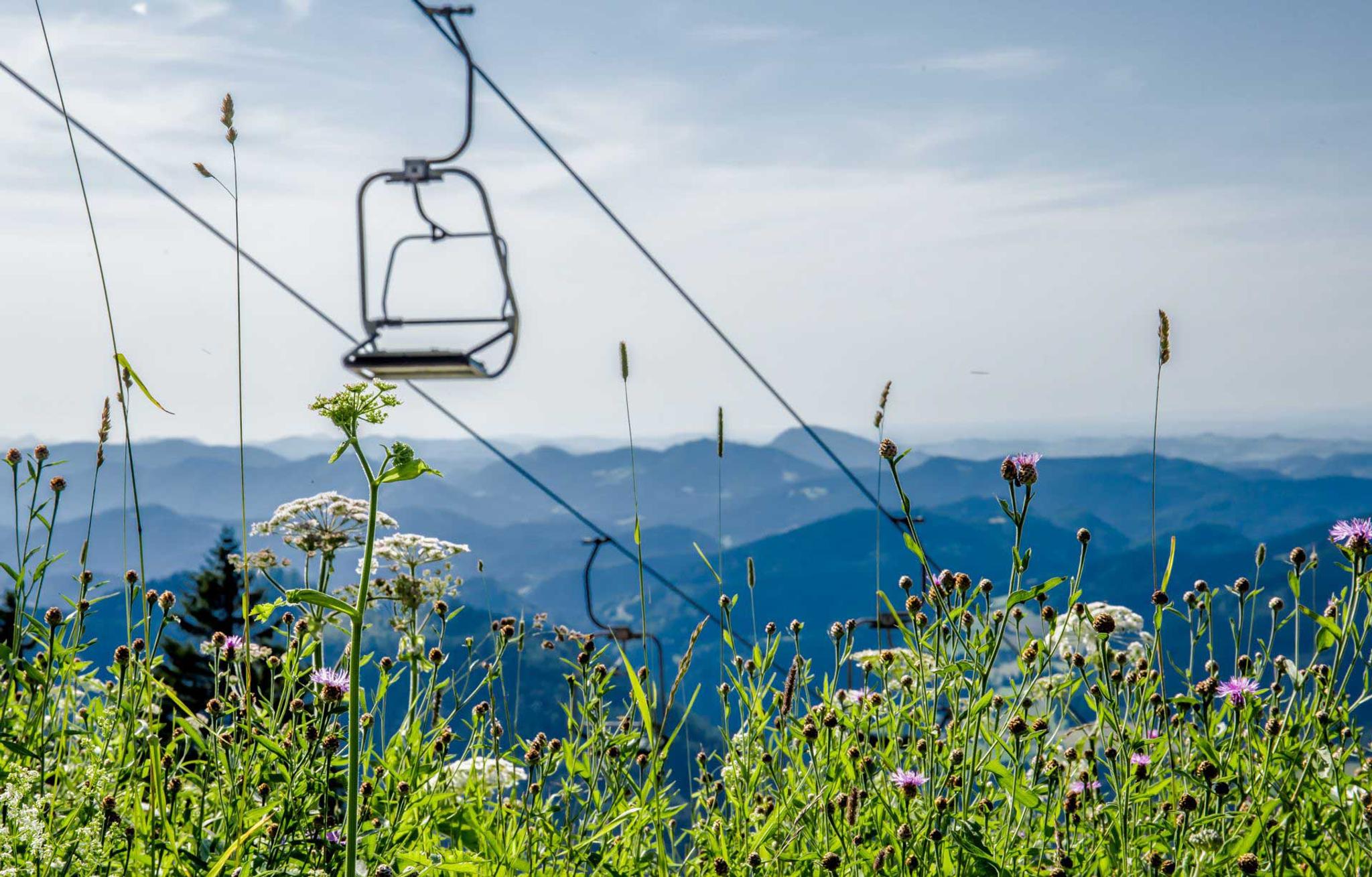 Eine grüne Blumenwiese mit Lift im Hintergrund