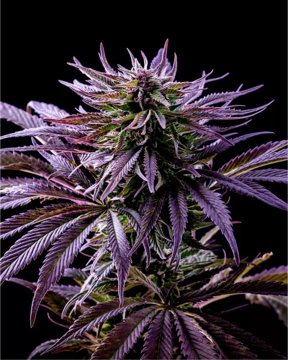 Cap Junky Jealousy Volo Cannabis