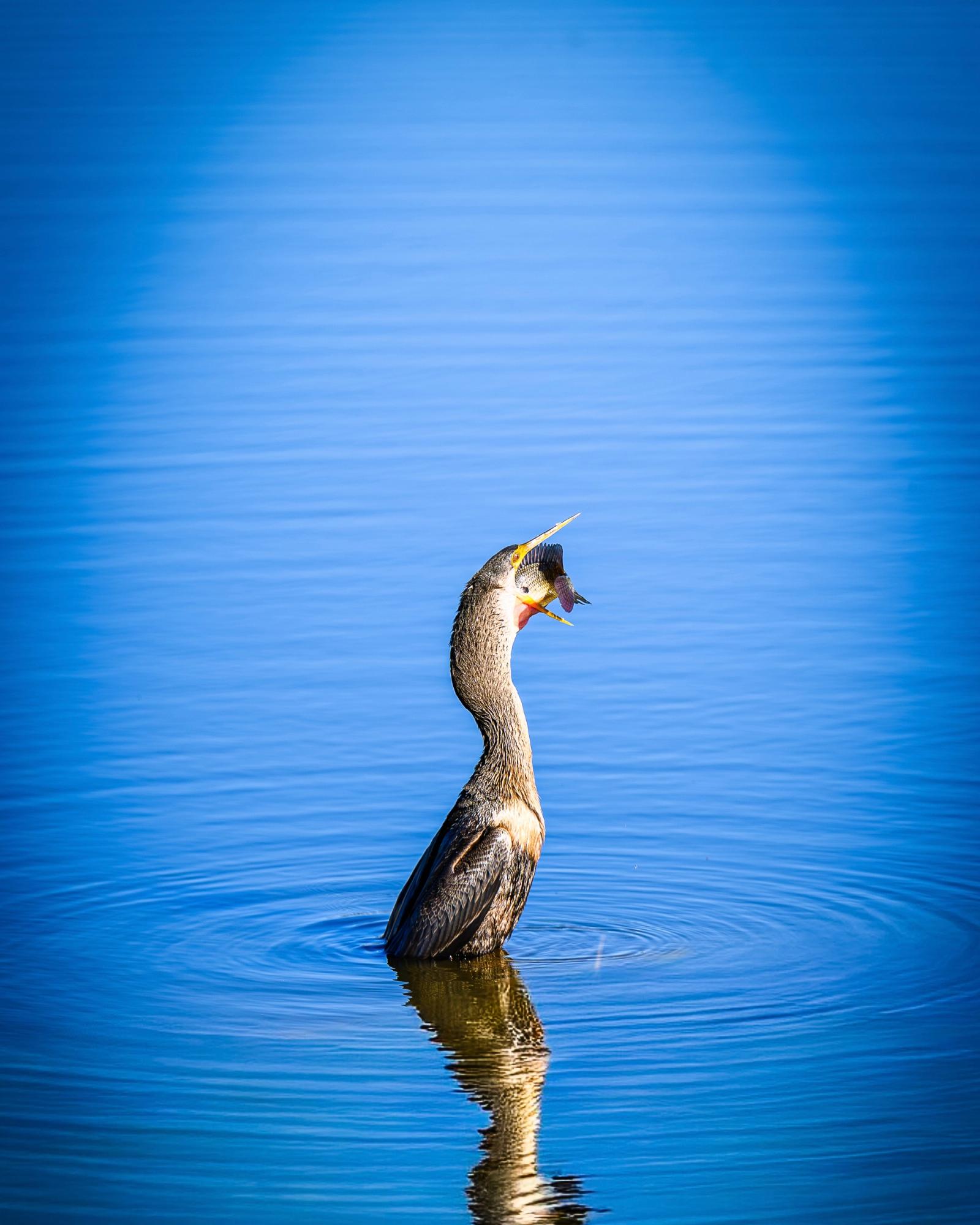 Cormorant's Morning Catch