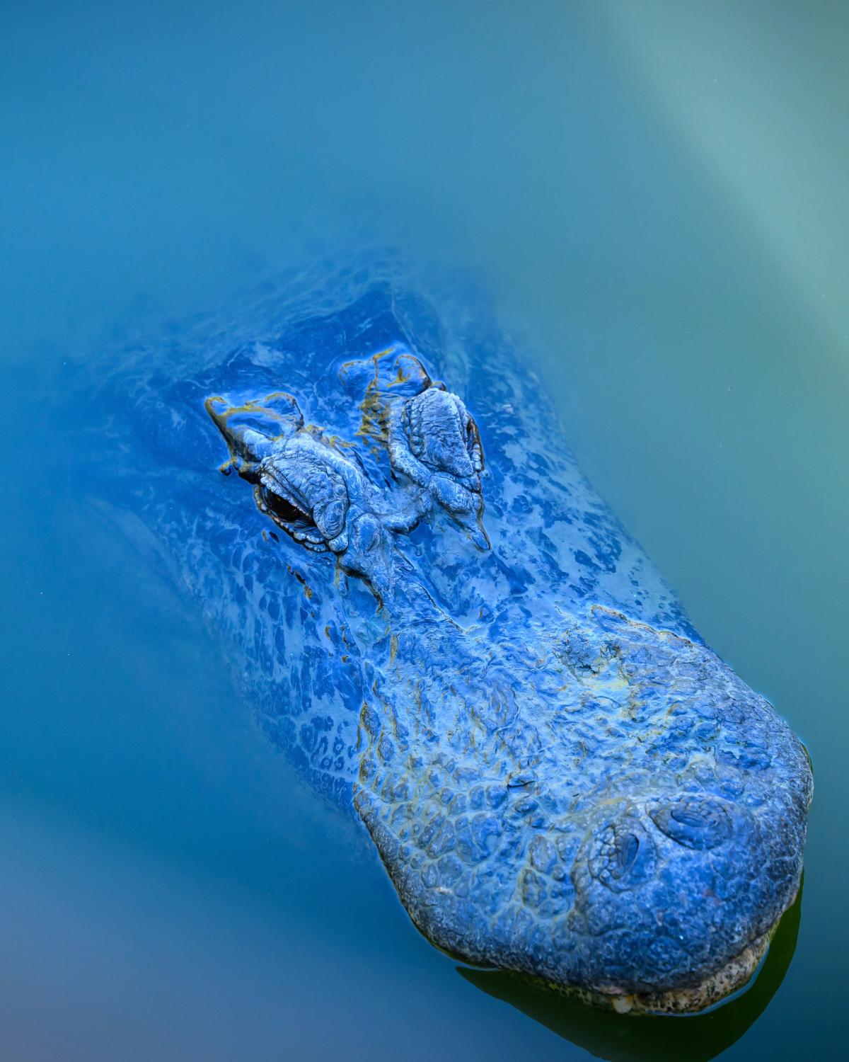 Silent Hunter Lurks Below