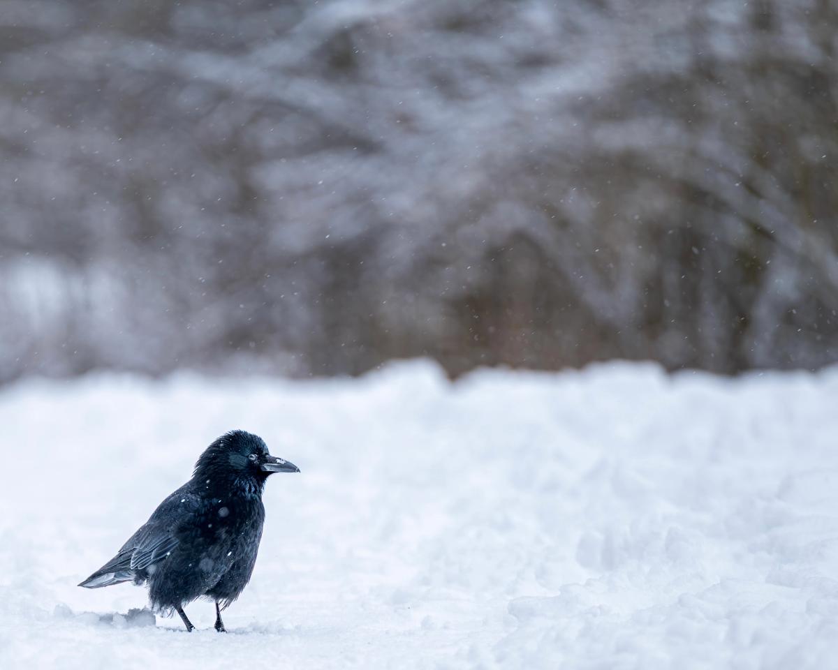 Solitary Crow in Winter