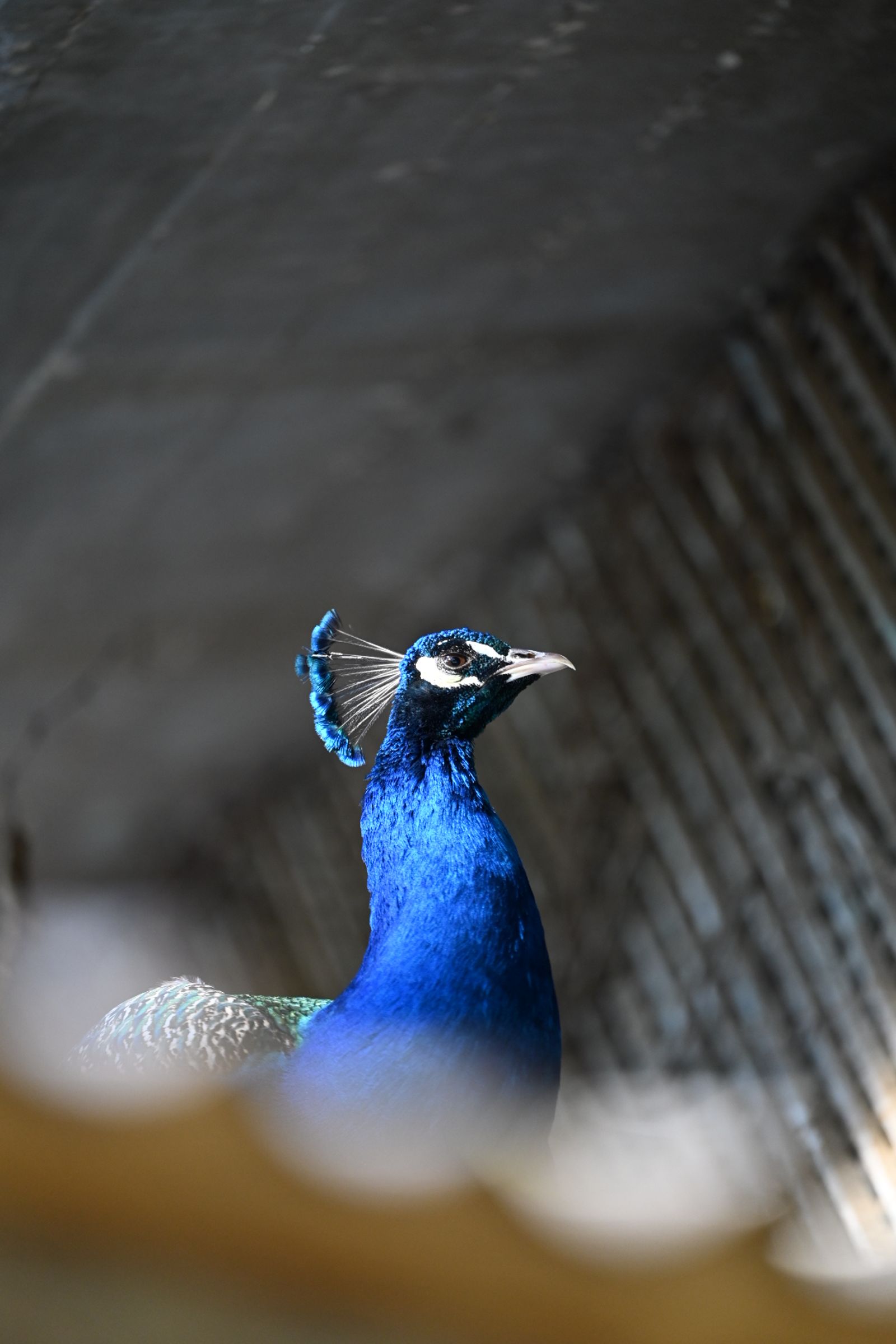 Sapphire Crown of Nature
