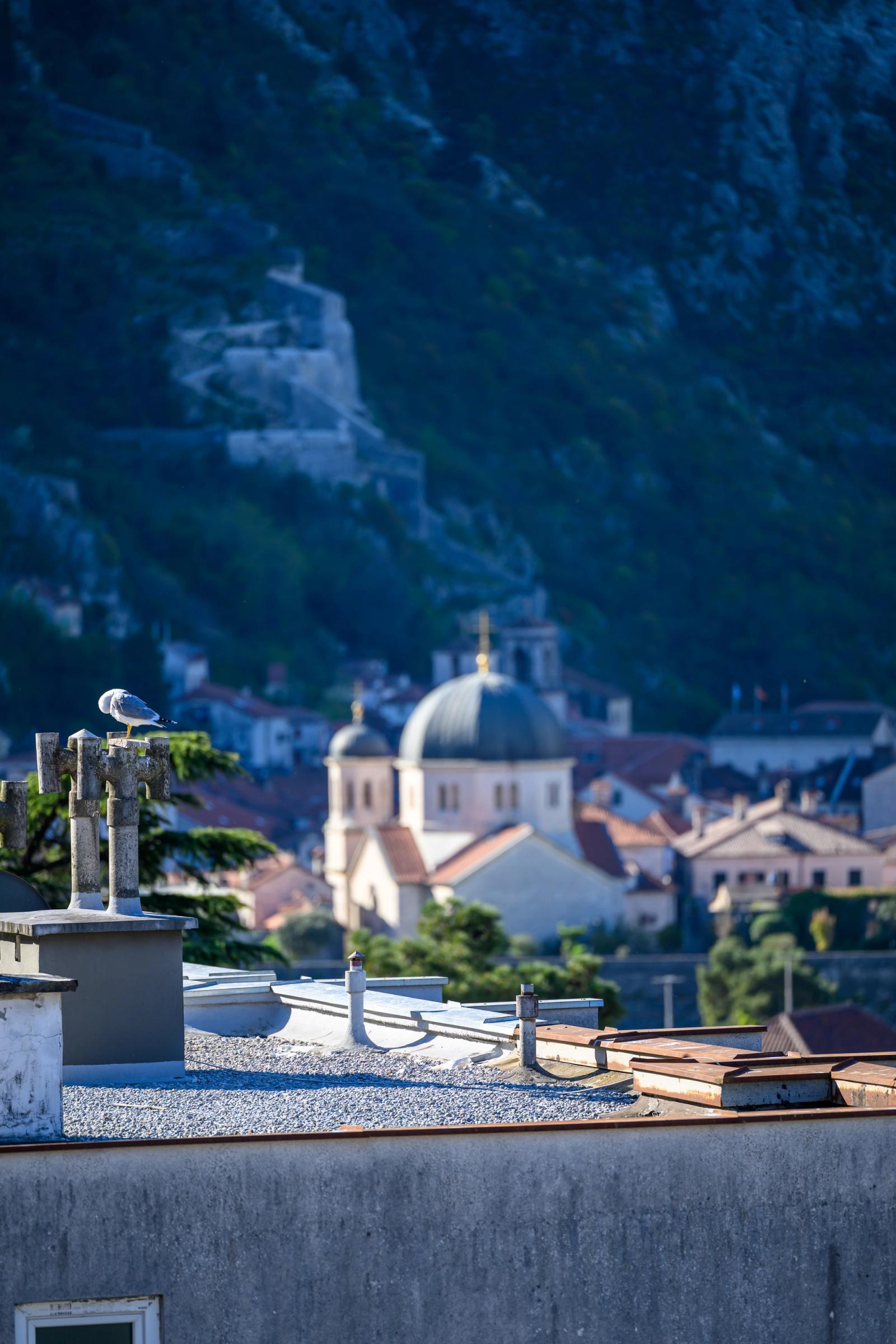Rooftop Seagull Over Kotor