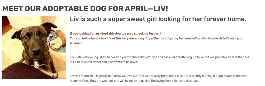 Dylan and Rainey adoptable dog