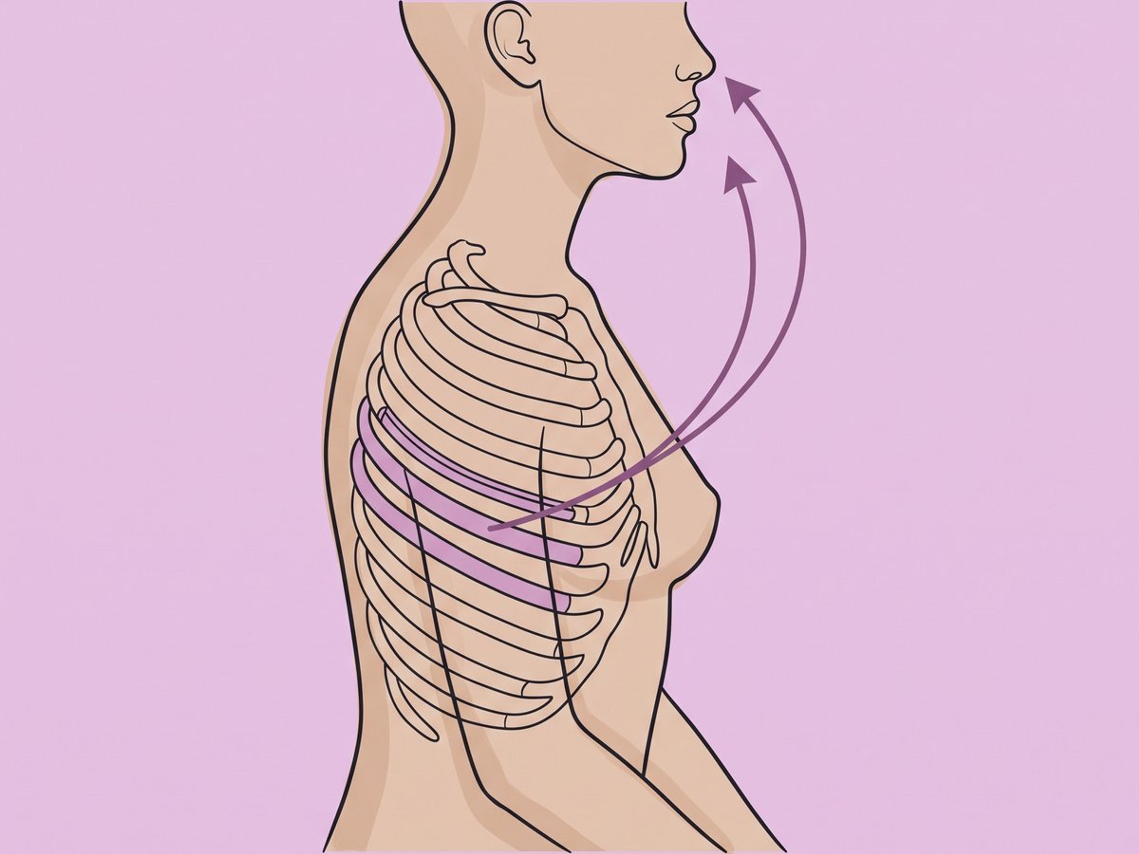 Rippenknorpeltransplantation — illustration