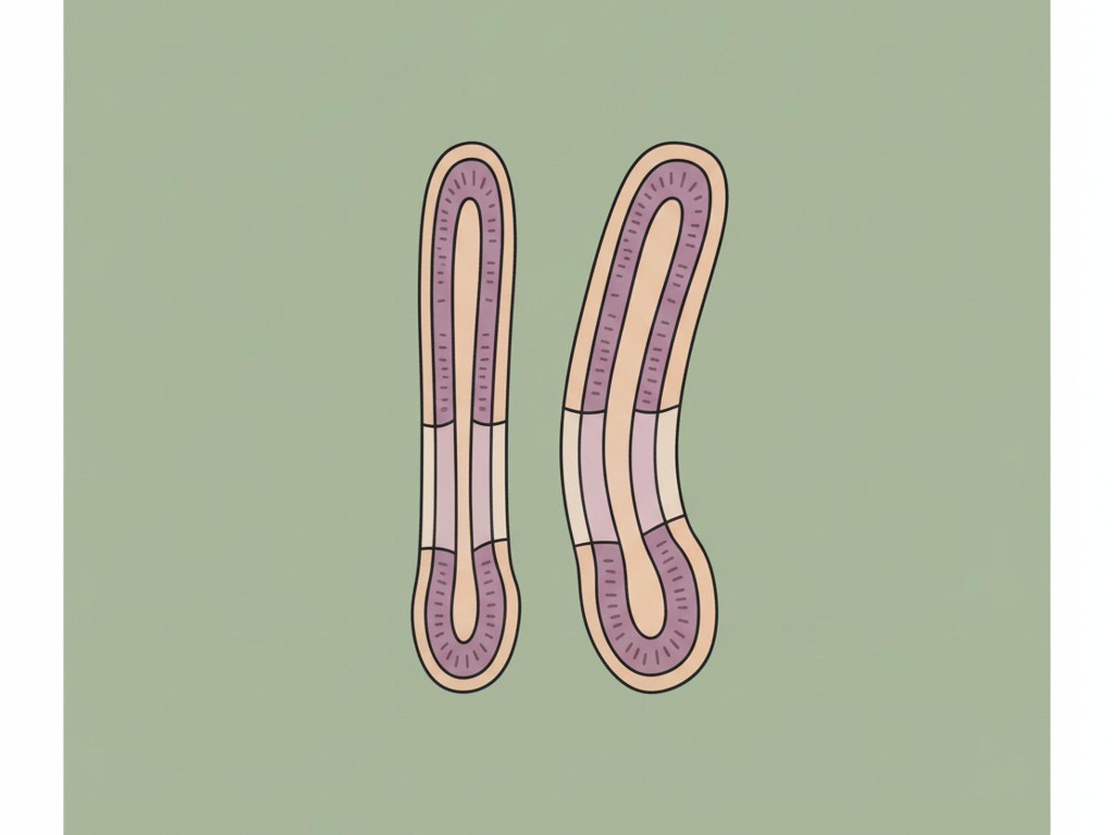 Innesto in più tempi o ripetuto — illustration