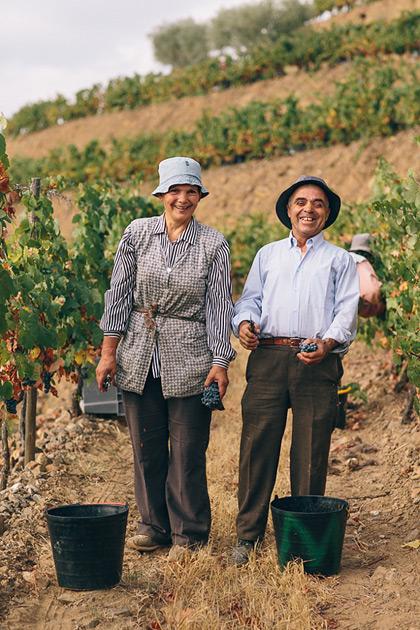 Two people, a man and a woman, standing in a vineyard, both wearing wide-brimmed hats, the woman in a striped shirt and the man in a white shirt, both holding bunches of grapes.