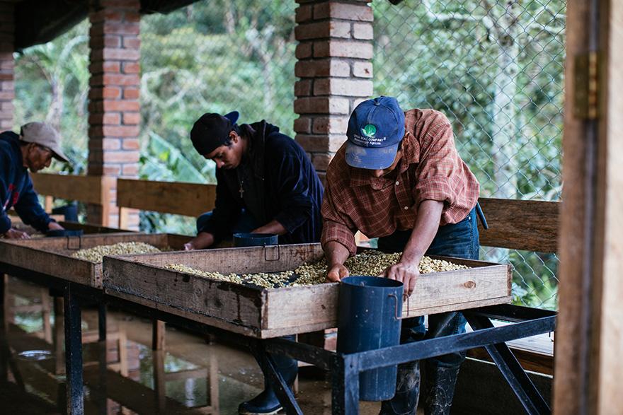 Men in blue jeans and boots sorting coffee beans in a large wooden box.
