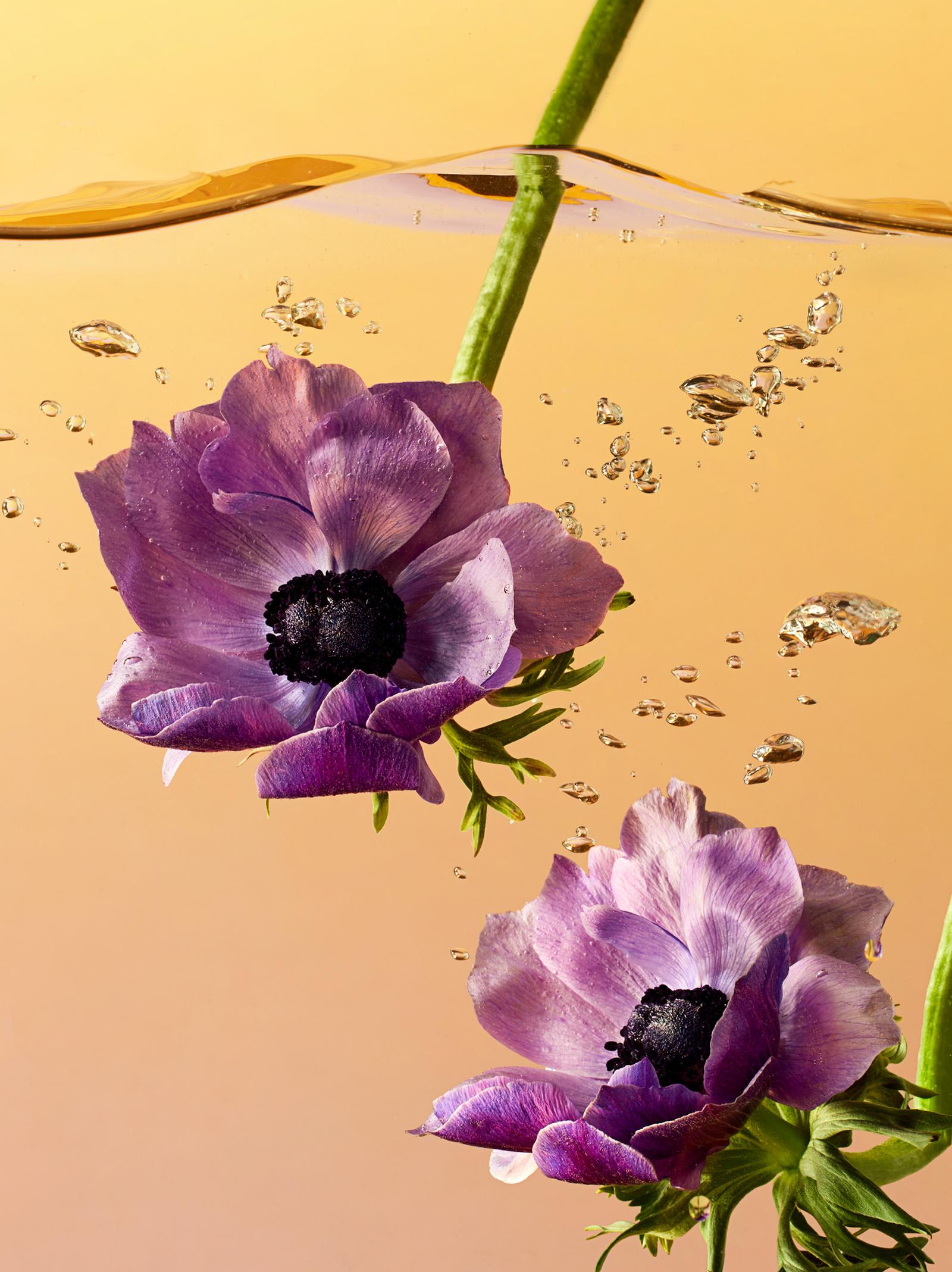 A purple flower is submerged underwater, with water droplets and ripples around it.