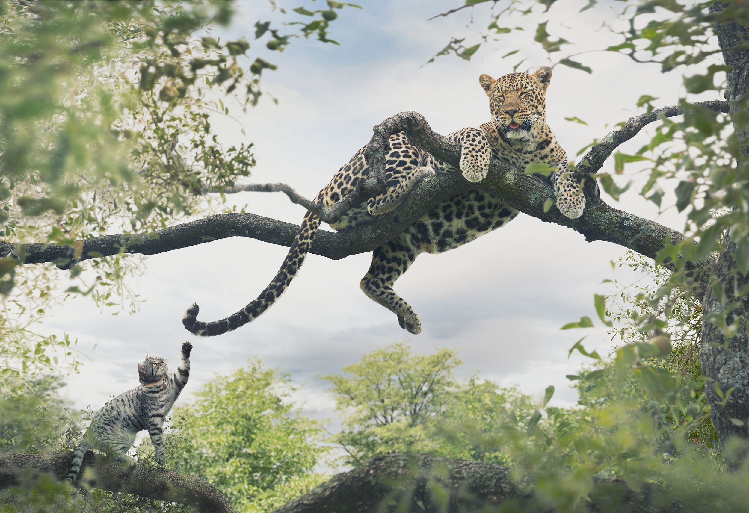 A leopard is perched on a tree branch, with a smaller cat-like animal in the foreground, both in a natural, outdoor setting.