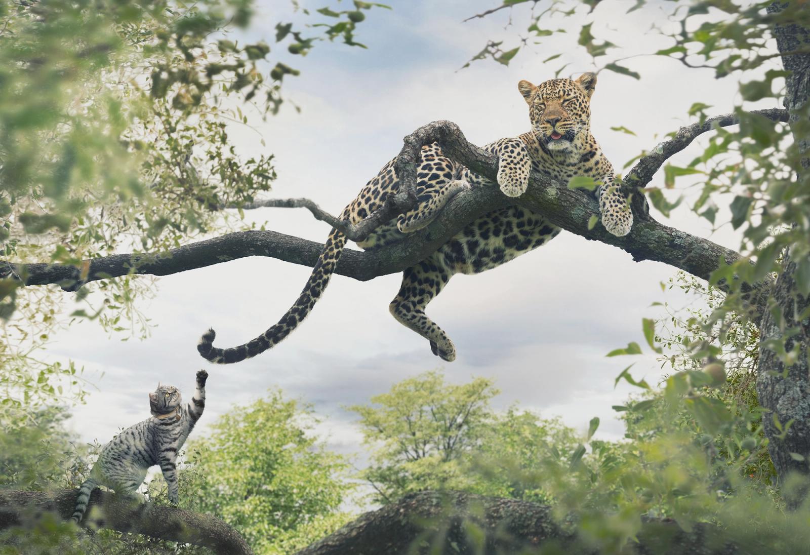 A leopard is perched on a tree branch, with a smaller cat-like animal in the foreground, both in a natural, outdoor setting.