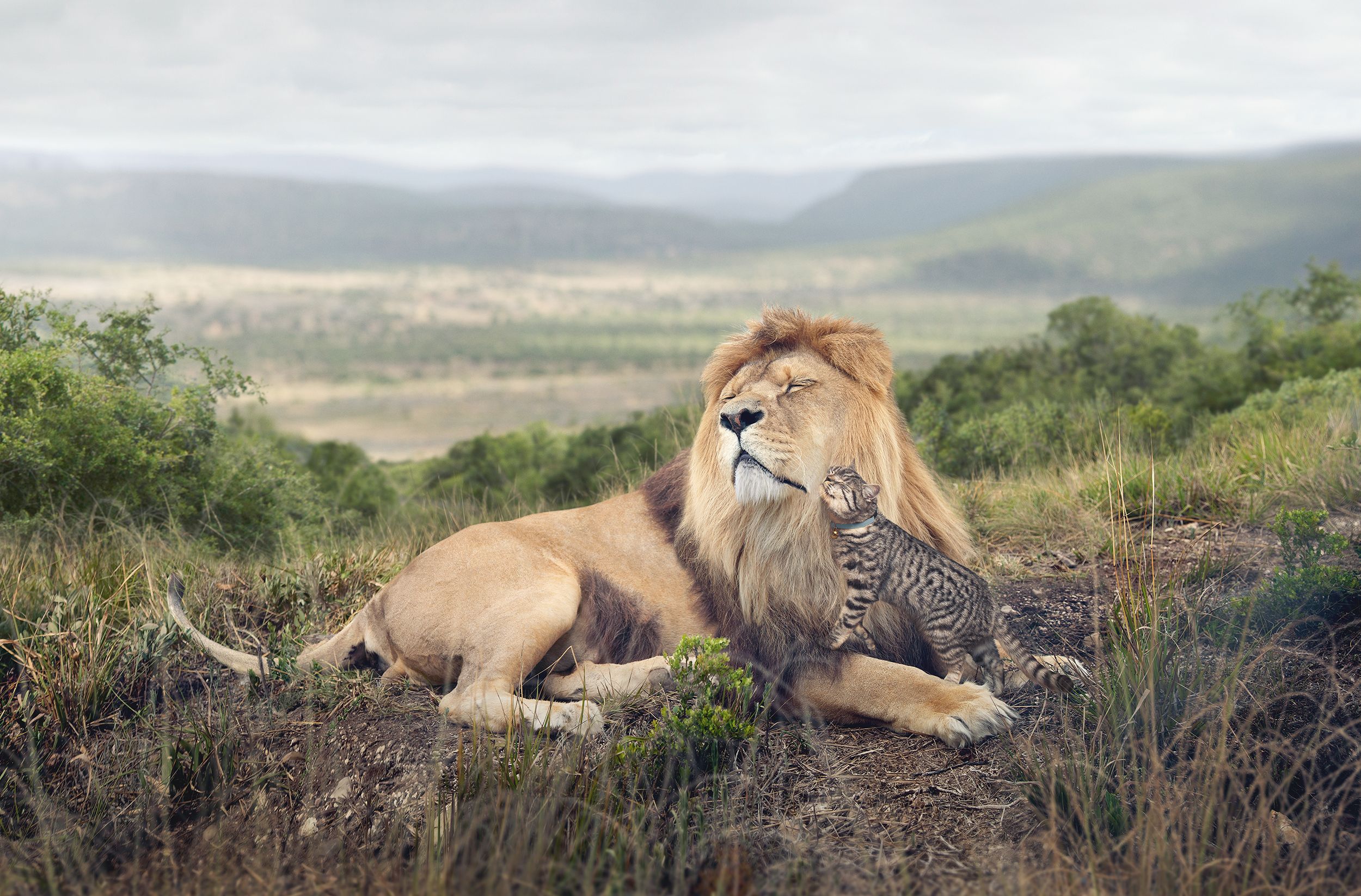 A lion is lying in the savannah, with a small kitten on its chest, both animals are wearing collars.